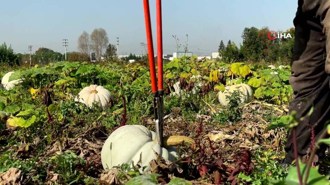O ilimizde yetişiyor: Almanlar ve İtalyanlar kapış kapış alıyor! Çorba, lokum, marmelat, reçel yapılıyor 22